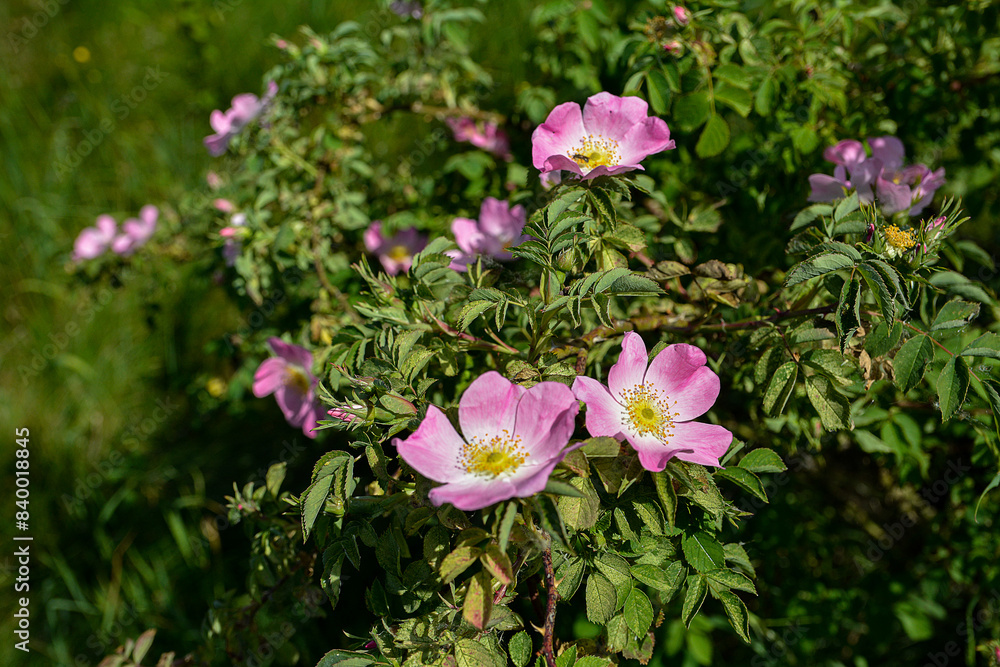 Close-up image of the beautiful spring flowering, pink, Rosa Canina. Close-up image of the beautiful spring flowering, pink, Rosa Canina.