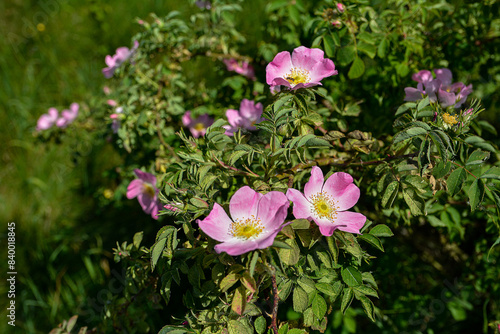 Close-up image of the beautiful spring flowering, pink, Rosa Canina.
