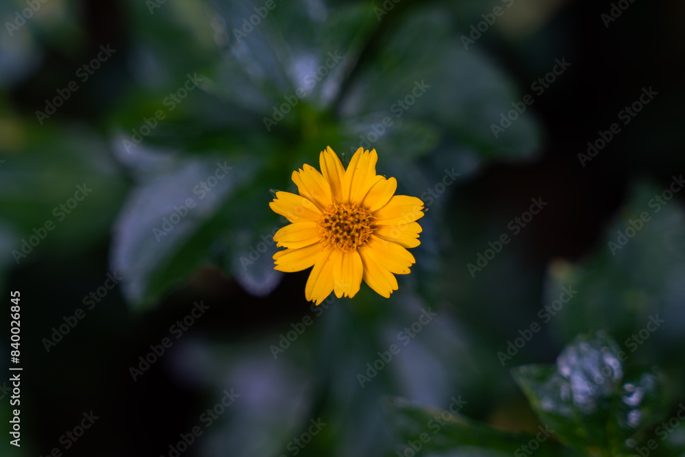 yellow flower yellow flower