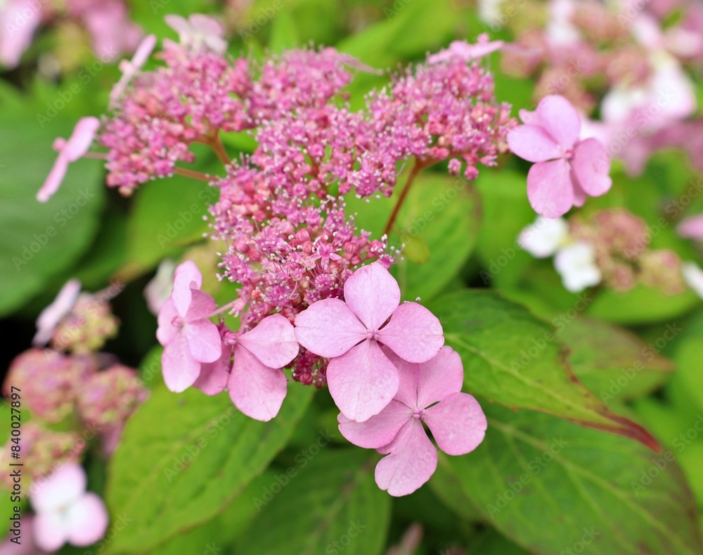 First flowers and buds of pink Hydrangea serrata, commonly known as hortensia at the end of springtime. First flowers and buds of pink Hydrangea serrata, commonly known as hortensia at the end of springtime.