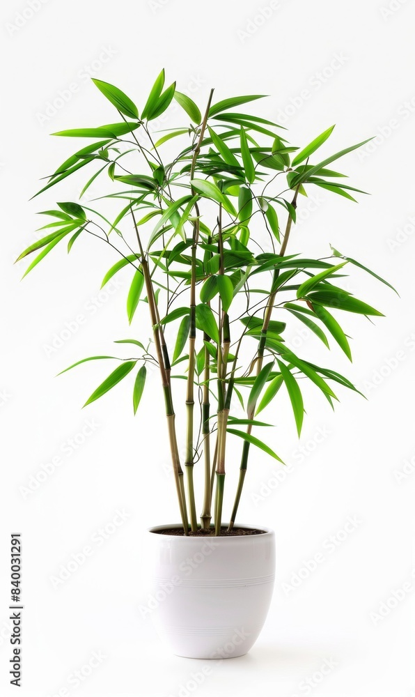Fototapeta premium Bamboo in a white ceramic pot