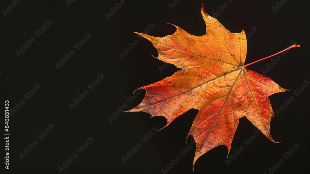 A close-up shot of a single maple leaf, its veins intricately detailed and its colors transitioning from fiery red to warm orange to soft yellow A close-up shot of a single maple leaf, its veins intricately detailed and its colors transitioning from fiery red to warm orange to soft yellow