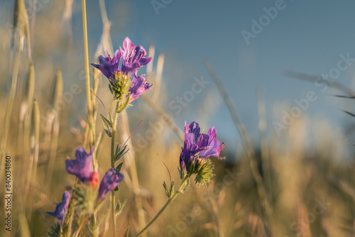 A field of purple flowers with a blue sky in the background