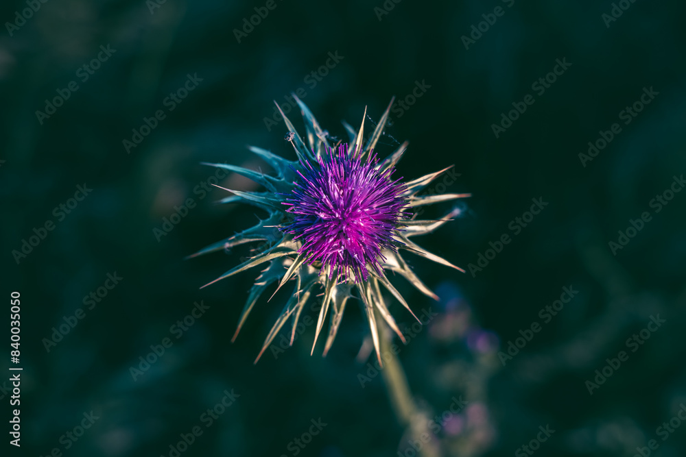 A purple flower with a lot of spikes A purple flower with a lot of spikes