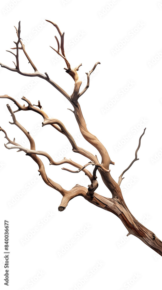 Fototapeta premium Tree branch isolated on white background