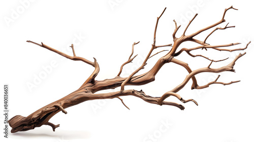 Tree branch isolated on white background