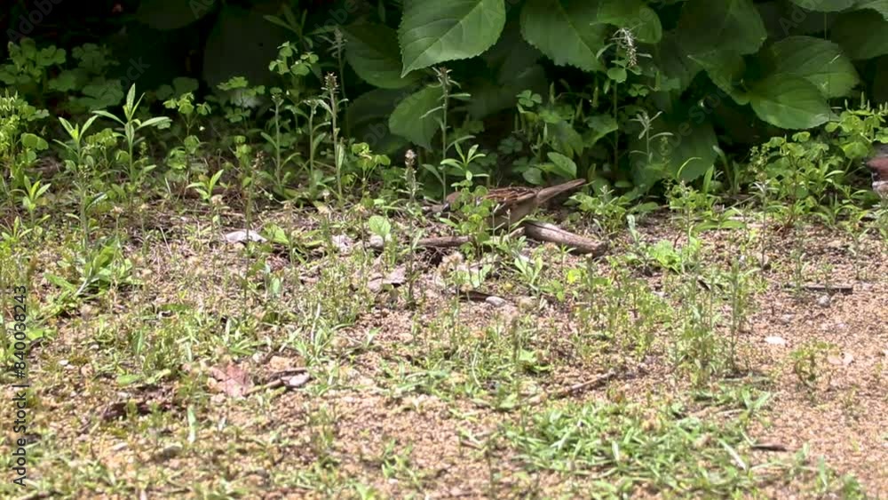 草が生えた地面の上を飛び跳ねるスズメ 草が生えた地面の上を飛び跳ねるスズメ