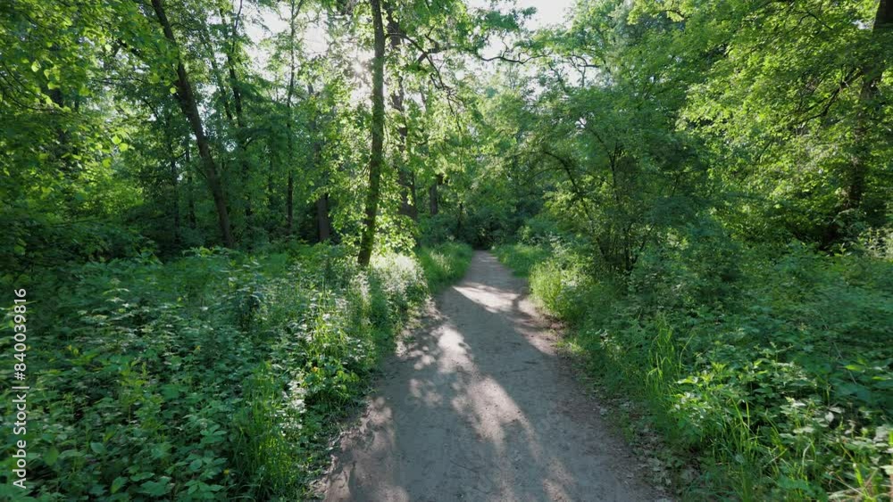 Walk in the summer forest. The rays of the sun break through the branches of trees. Green grass, trees in yellow, green, red leaves. Beautiful path in the forest. Walk in the summer forest. The rays of the sun break through the branches of trees. Green grass, trees in yellow, green, red leaves. Beautiful path in the forest.
