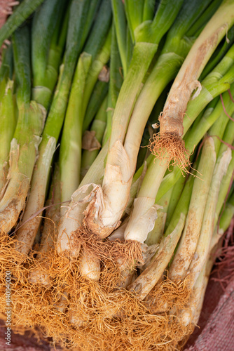 bunch of fresh green onions