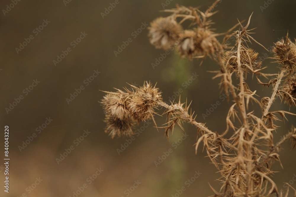 Closeup of a thistle Closeup of a thistle