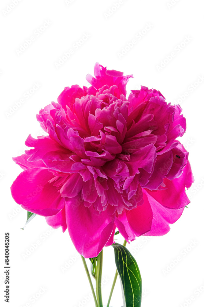 peony flower on the white peony flower on the white