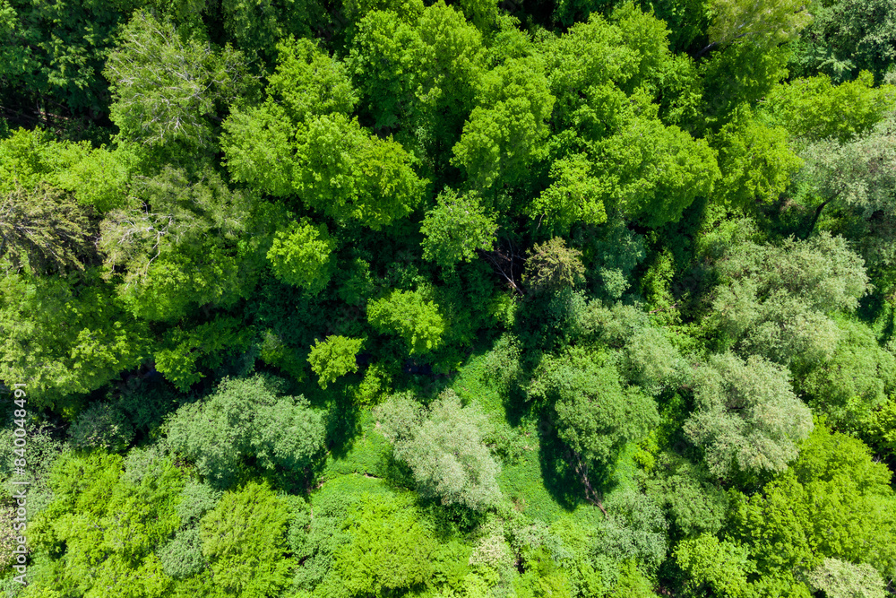 Aerial view of dense green thickets in forest area Aerial view of dense green thickets in forest area