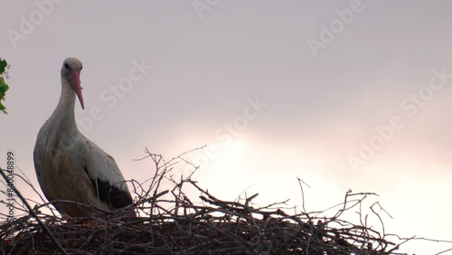 White storks in wooden branch nest, one fly away for food search, Latvia