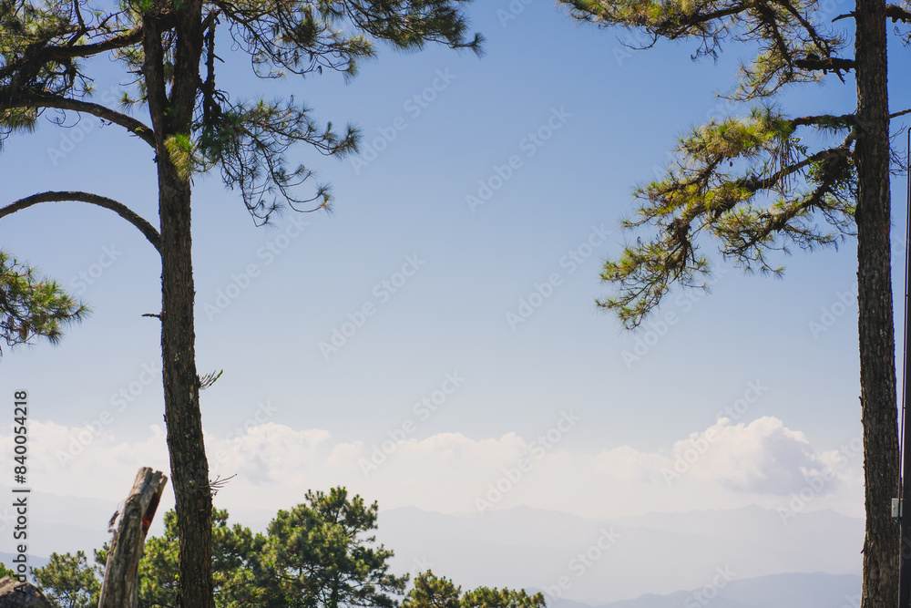 travel and people activity concept with large pine with layer of mountain and cloudy sky background travel and people activity concept with large pine with layer of mountain and cloudy sky background