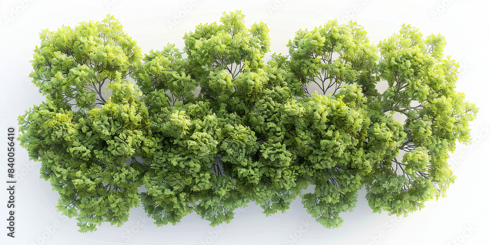 Fototapeta premium Dense Cluster of Lush Green Plants