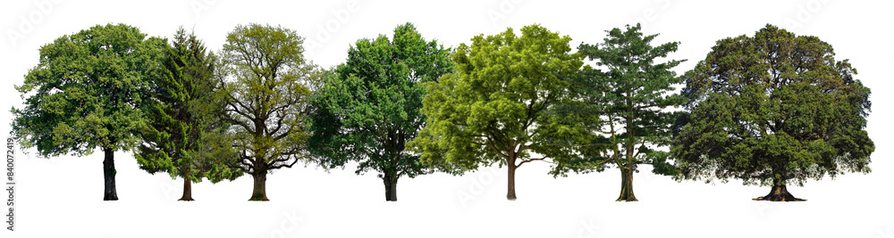 lush green big trees set lush green big trees set
