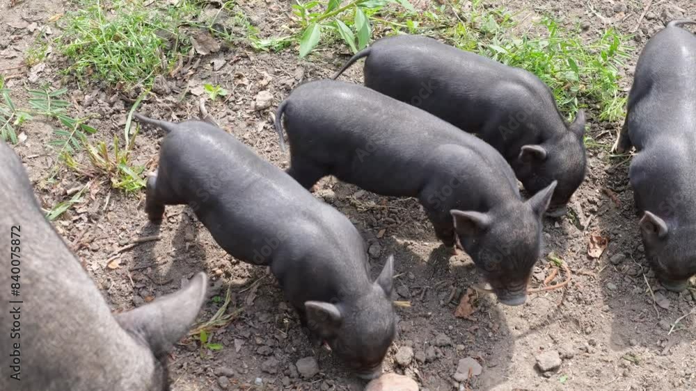 A sow with black piglets, still nursing, in an organic pen. The pigs play and roam on plant-covered ground, happily basking in the sunlight. A sow with black piglets, still nursing, in an organic pen. The pigs play and roam on plant-covered ground, happily basking in the sunlight.