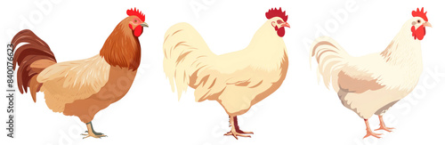 illustration of chicken animal set photo