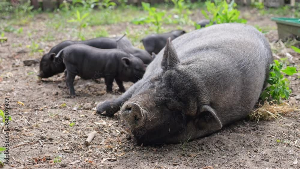 An organic enclosure houses black pigs. A sow nurses her piglets, and the pigs play and roam on plant-covered ground, enjoying the sunny weather. An organic enclosure houses black pigs. A sow nurses her piglets, and the pigs play and roam on plant-covered ground, enjoying the sunny weather.