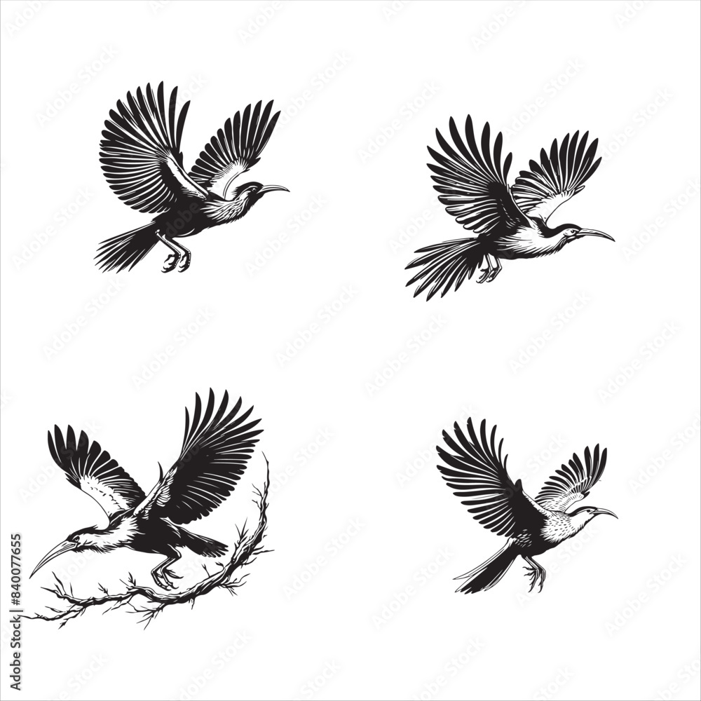 Hoatzin bird flying black silhouette vector on a white background
Hoatzin bird flying black silhouette vector on a white background