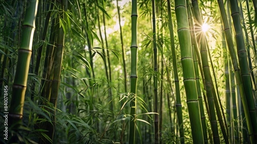 Lush green bamboo tree background with light highlights