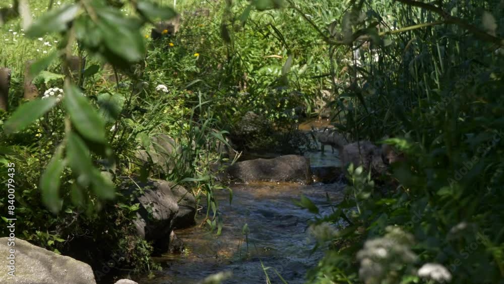 Little Yorkshire terrier dog, jumping over a stream in slow motion. Active, happy family pet. Little Yorkshire terrier dog, jumping over a stream in slow motion. Active, happy family pet.