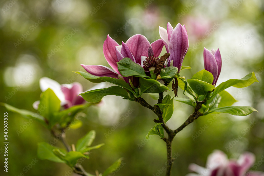 Kwiaty magnolii w parku Kwiaty magnolii w parku