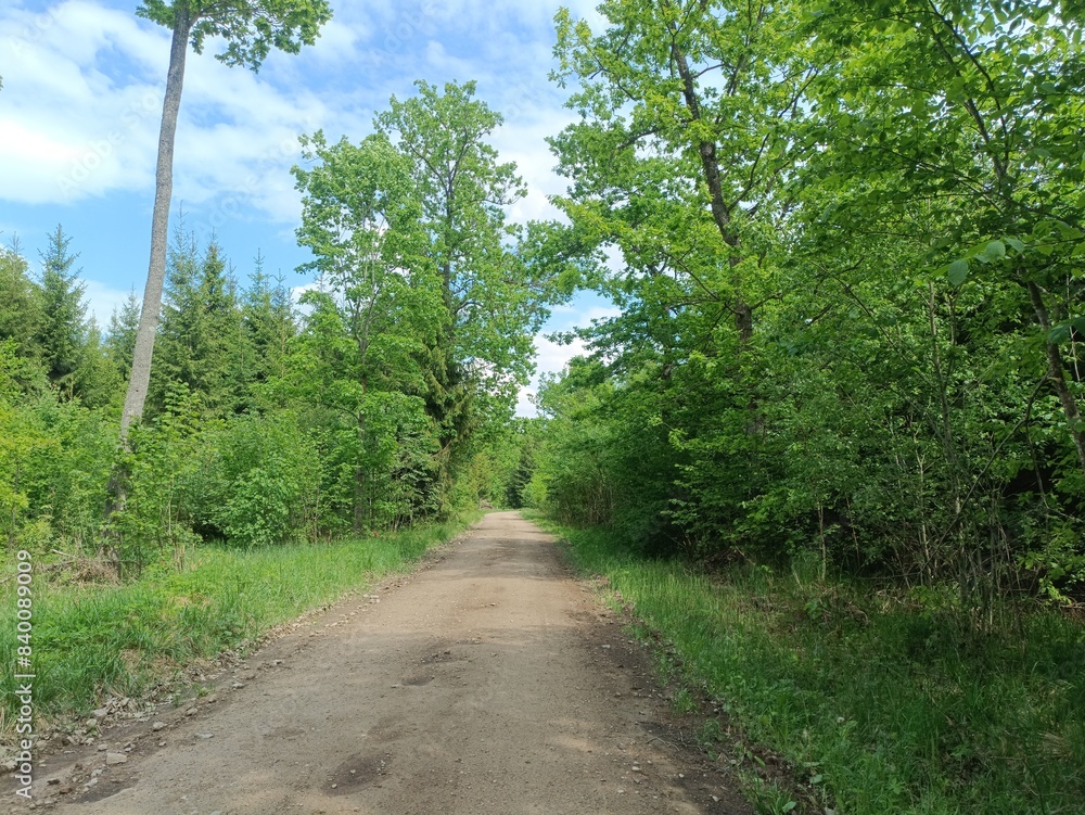 Road in forest in Siauliai county during sunny summer day. Oak and birch tree woodland. Sunny day with white clouds in blue sky. Bushes are growing in woods. Sandy road. Nature. Summer season. Miskas. Road in forest in Siauliai county during sunny summer day. Oak and birch tree woodland. Sunny day with white clouds in blue sky. Bushes are growing in woods. Sandy road. Nature. Summer season. Miskas.