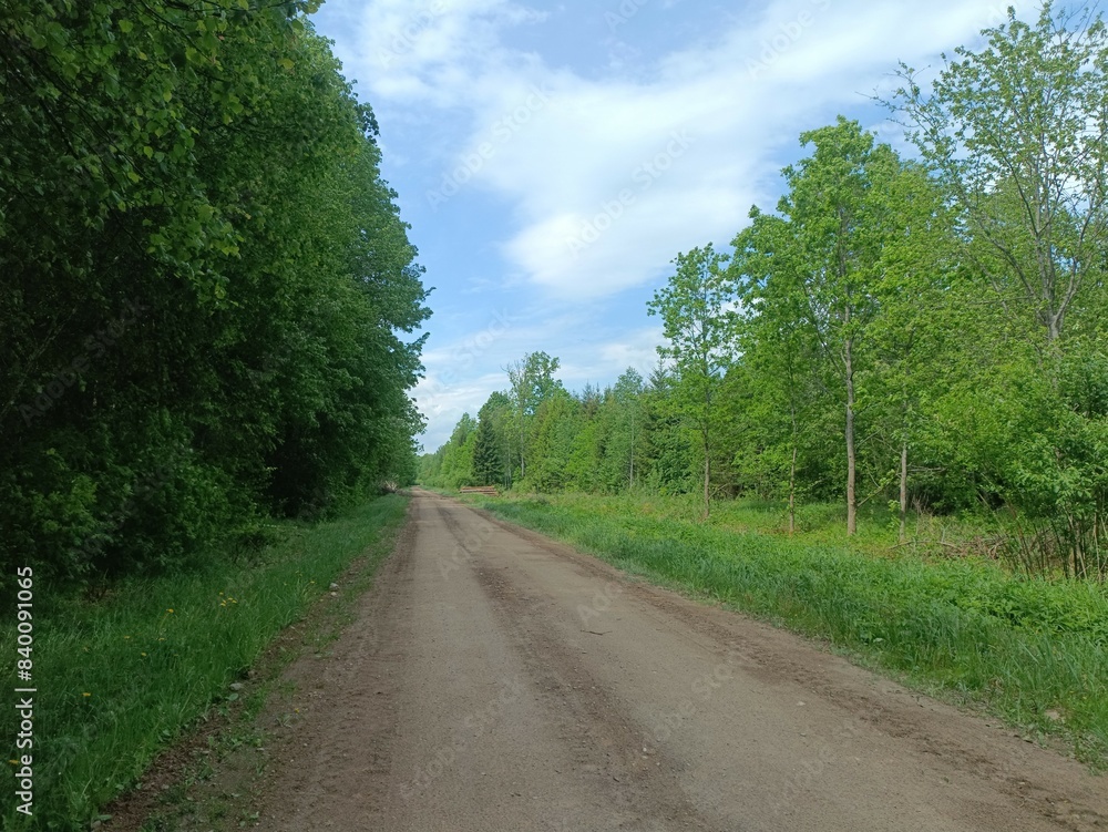 Road in forest in Siauliai county during sunny summer day. Oak and birch tree woodland. Sunny day with white clouds in blue sky. Bushes are growing in woods. Sandy road. Nature. Summer season. Miskas. Road in forest in Siauliai county during sunny summer day. Oak and birch tree woodland. Sunny day with white clouds in blue sky. Bushes are growing in woods. Sandy road. Nature. Summer season. Miskas.