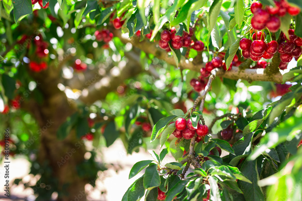 Ripe cherries on tree branches in cherry orchard Ripe cherries on tree branches in cherry orchard