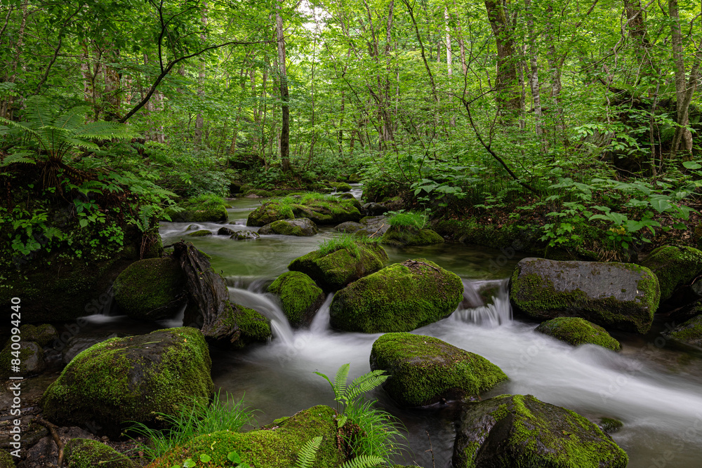 Enchanting Oirase Gorge: A Lush Japanese Forest Wonderland Enchanting Oirase Gorge: A Lush Japanese Forest Wonderland