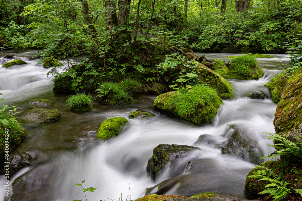Enchanting Oirase Gorge: A Lush Japanese Forest Wonderland Enchanting Oirase Gorge: A Lush Japanese Forest Wonderland