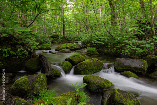 Enchanting Oirase Gorge: A Lush Japanese Forest Wonderland