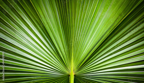 Abstract background from green palm leaf textured