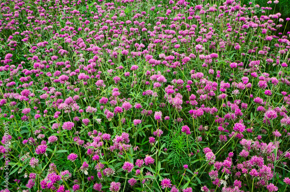 Beautiful flowers field of pink firework Beautiful flowers field of pink firework