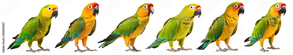 Green parrots bird animal set Green parrots bird animal set