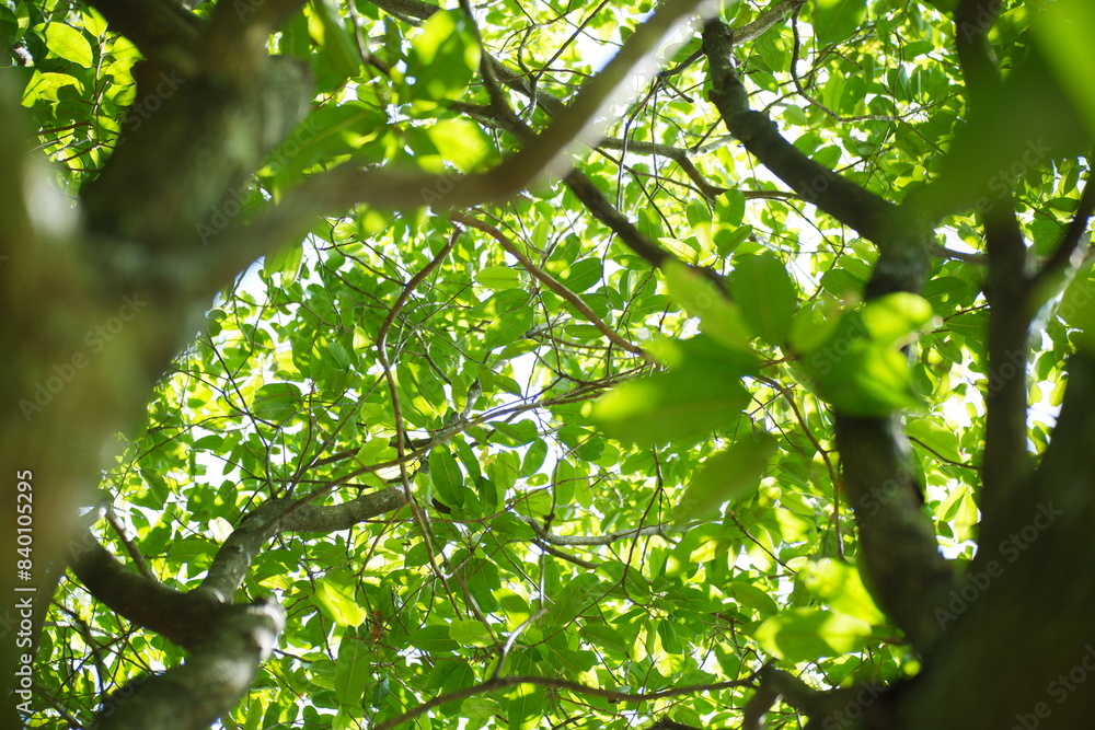 Fototapeta premium tree in the forest
