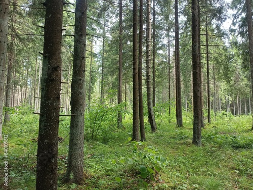 Forest in Siauliai county during sunny summer day. Oak and birch tree woodland. Sunny day with white clouds in blue sky. Bushes are growing in woods. Nature. Miskas.