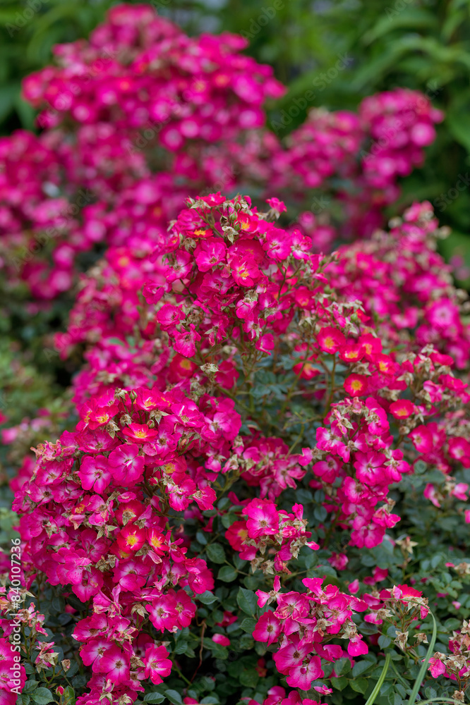 Rosengarten, Rose, Rosen rot, Rosen lila, Rosen, Rosen pink, Blumen, Rosenbogen, Salbei, Biene, Strauchrosen, Garten, Hochzeit, Edelrosen Rosengarten, Rose, Rosen rot, Rosen lila, Rosen, Rosen pink, Blumen, Rosenbogen, Salbei, Biene, Strauchrosen, Garten, Hochzeit, Edelrosen