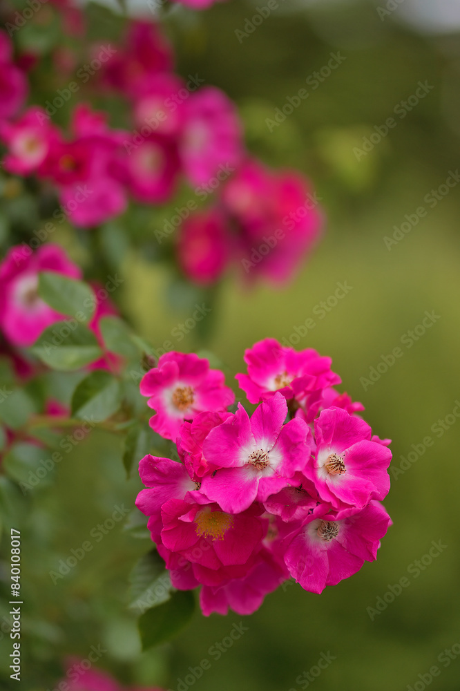 Rosengarten, Rose, Rosen rot, Rosen lila, Rosen, Rosen pink, Blumen, Rosenbogen, Salbei, Biene, Strauchrosen, Garten, Hochzeit, Edelrosen Rosengarten, Rose, Rosen rot, Rosen lila, Rosen, Rosen pink, Blumen, Rosenbogen, Salbei, Biene, Strauchrosen, Garten, Hochzeit, Edelrosen