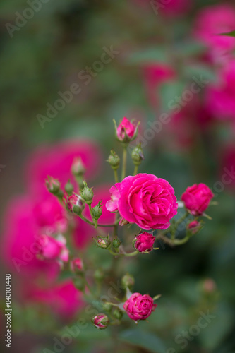 Rosengarten, Rose, Rosen rot, Rosen lila, Rosen, Rosen pink, Blumen, Rosenbogen, Salbei, Biene, Strauchrosen, Garten, Hochzeit, Edelrosen