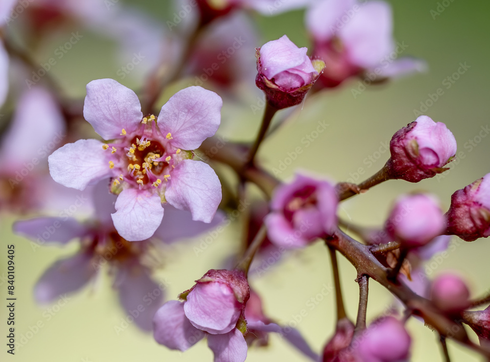 Branches of cherry blossoms in close-up. Pink flowers on a tree. Branches of cherry blossoms in close-up. Pink flowers on a tree.