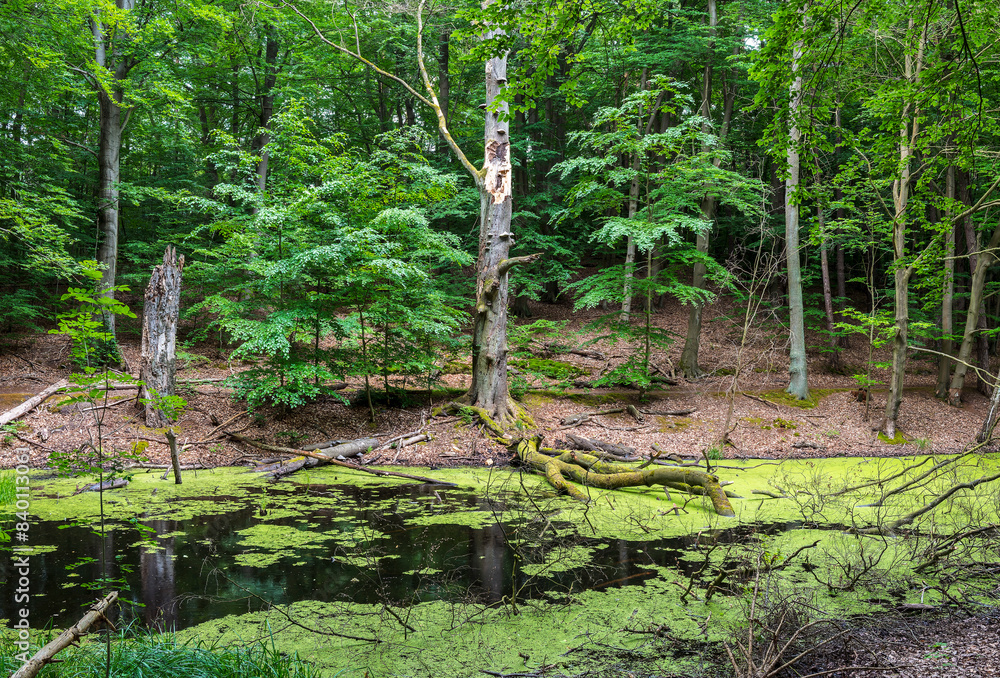 Obraz premium Landschaft am Hellsee in Lanke, Bernau, Brandenburg, Deutschland