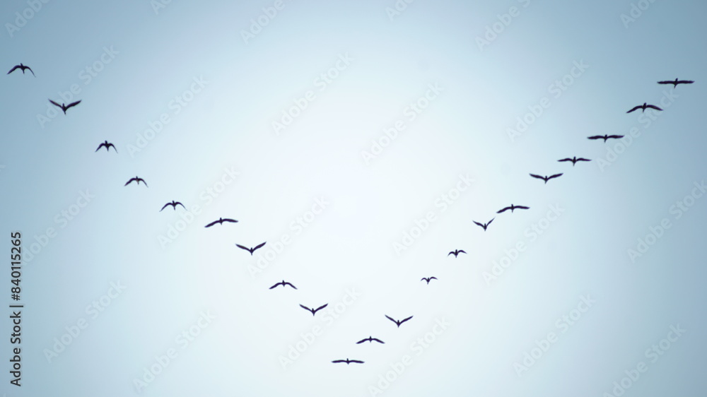 silhouette of flying flock of birds silhouette of flying flock of birds