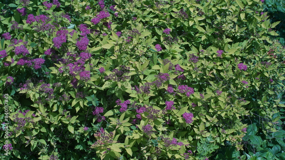 Japenese Spiraea flower tree on the garden