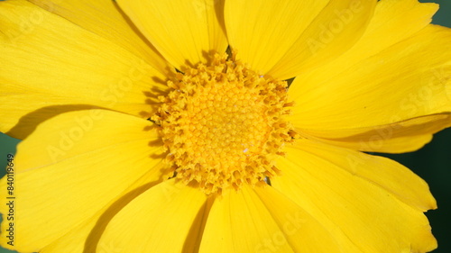 Close-up shot of yellow Coreopsis flower