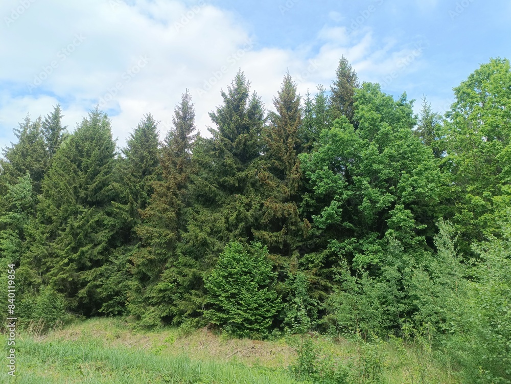 Forest in Siauliai county during sunny summer day. Oak and birch tree woodland. Sunny day with white clouds in blue sky. Bushes are growing in woods. Nature. Miskas. Forest in Siauliai county during sunny summer day. Oak and birch tree woodland. Sunny day with white clouds in blue sky. Bushes are growing in woods. Nature. Miskas.
