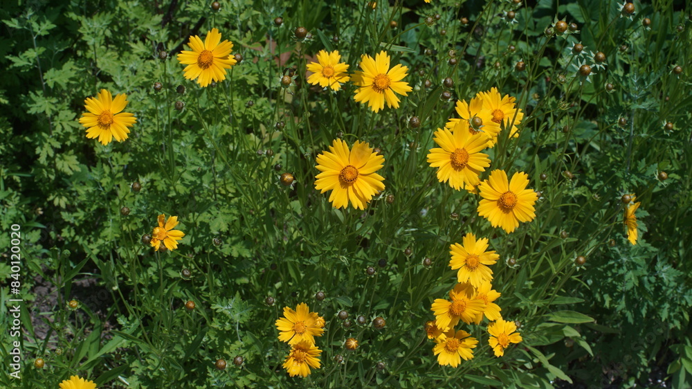 Obraz premium yellow Coreopsis lanceolata flower on the garden