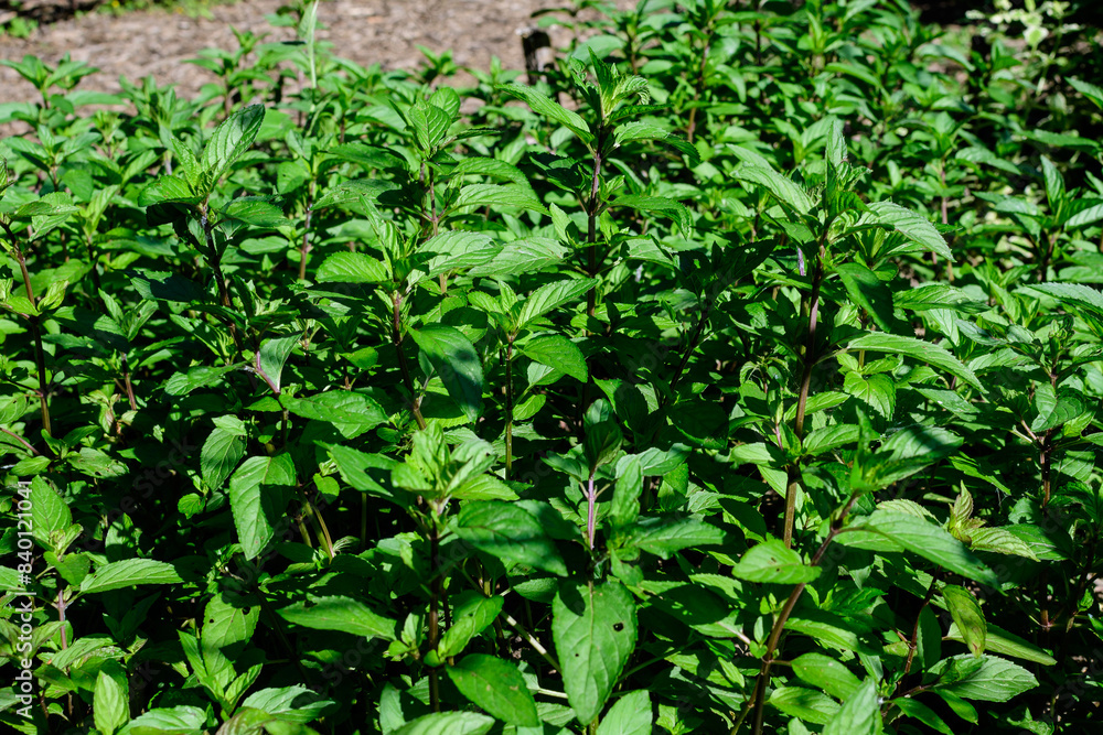 Fototapeta premium Fresh green peppermint or mentha × piperita, also known as Mentha balsamea leaves in direct sunlight, in an organic herbs garden, in a sunny summer day.