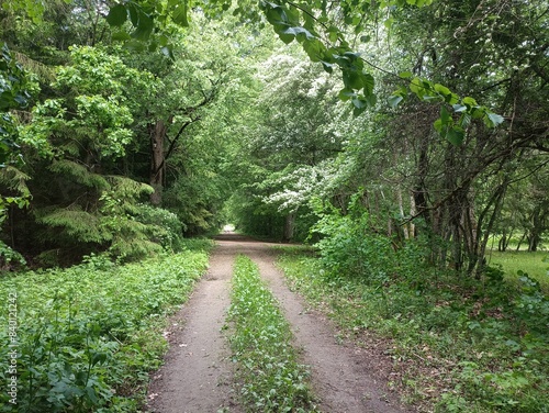 Road in forest in Siauliai county during sunny summer day. Oak and birch tree woodland. Sunny day with white clouds in blue sky. Bushes are growing in woods. Sandy road. Nature. Summer season. Miskas.